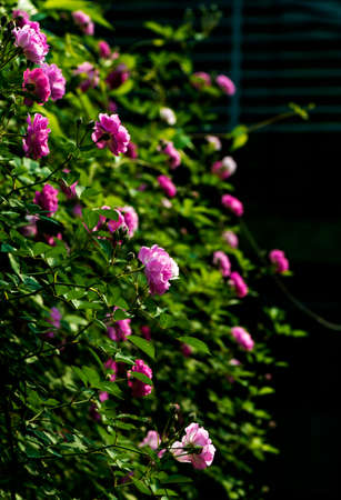 Rosa multifloraの写真素材