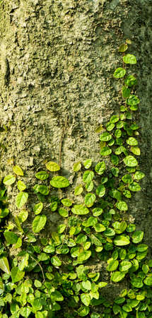 Euonymus fortuneiの写真素材