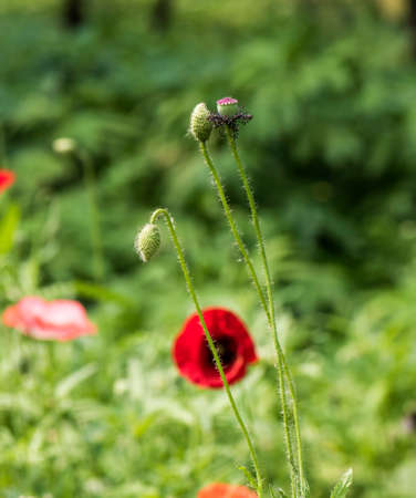 Papaver rhoeasの写真素材
