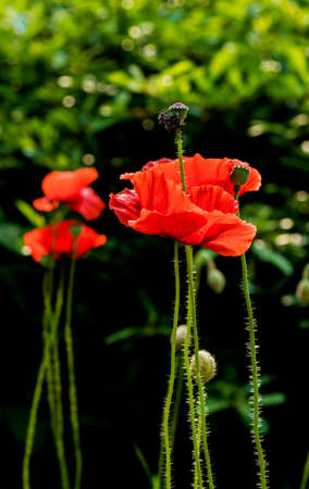 Papaver rhoeasの写真素材