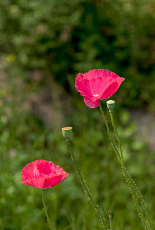 Papaver rhoeasの写真素材
