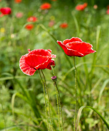 Papaver rhoeasの写真素材