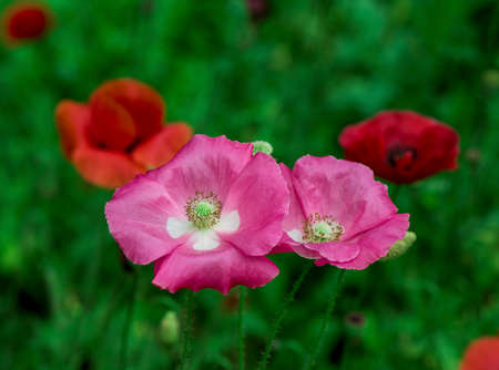 Papaver rhoeasの写真素材