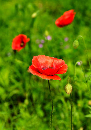 Papaver rhoeasの写真素材