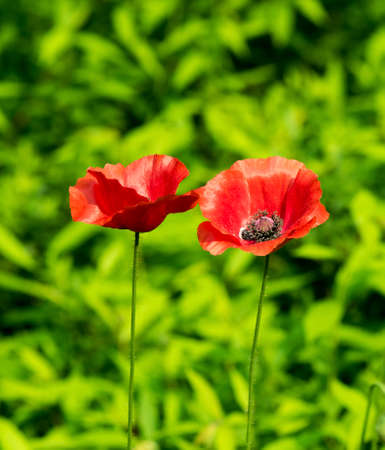 Papaver rhoeasの写真素材