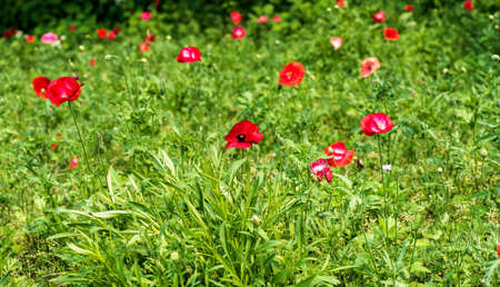 Papaver rhoeasの写真素材