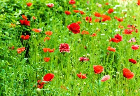 Papaver rhoeasの写真素材