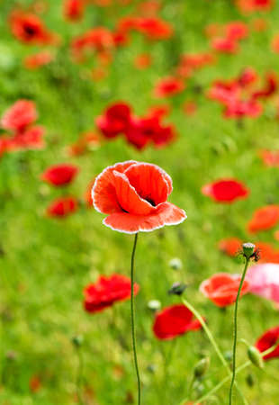 Papaver rhoeasの写真素材