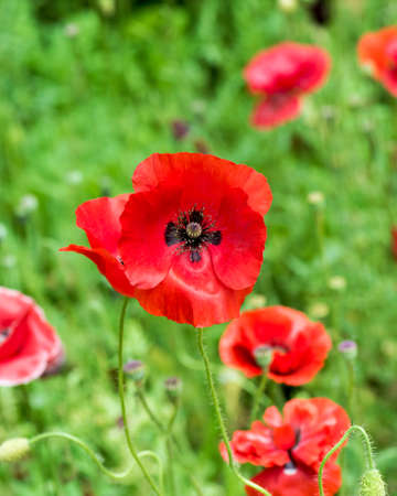Papaver rhoeasの写真素材