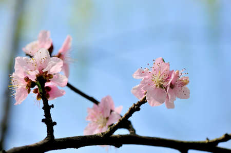 Peach Blossomの写真素材