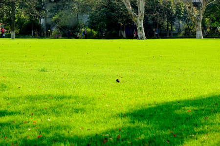 Green grassの写真素材