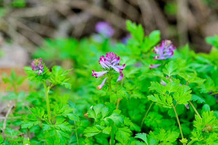 Corydalisの写真素材
