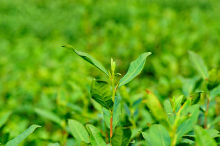 Hangzhou Longjing tea