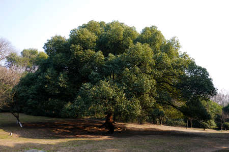  treesの写真素材