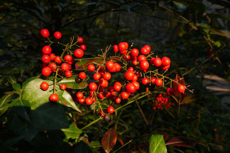 Red berriesの写真素材