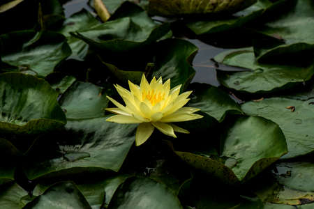 Lotus flowerの写真素材