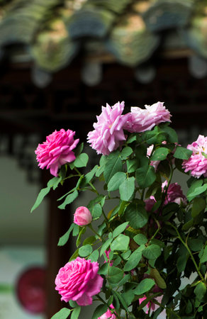 Roseの写真素材