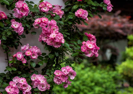 Roseの写真素材