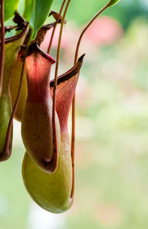 Nepenthesの写真素材