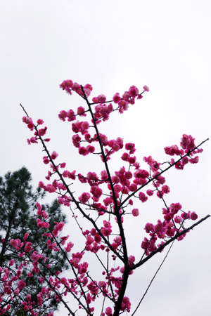 Plum blossomの写真素材
