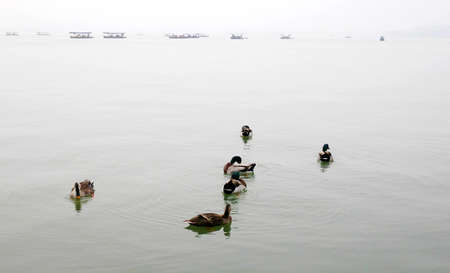 Hangzhou West Lake ducksの写真素材