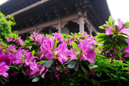 Rhododendronの写真素材