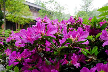 Rhododendronの写真素材