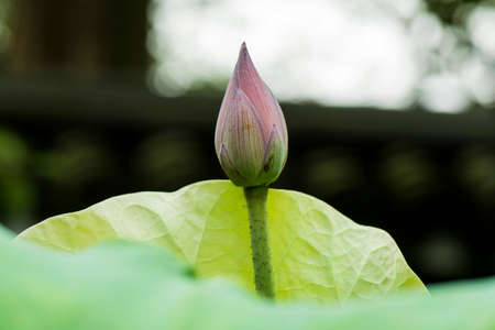  Lotus budの写真素材