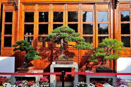 Chinese bonsaiのeditorial素材