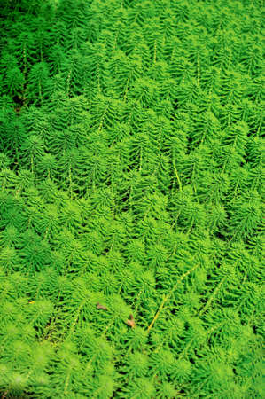 Myriophyllum verticillatum