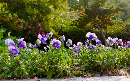 Viola tricolor