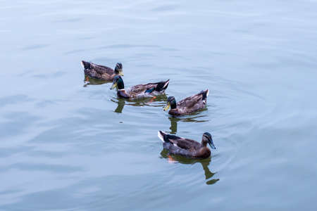 ducksの写真素材