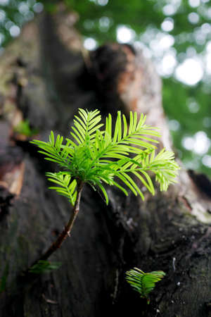 Backlight pine leaves