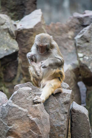 Monkey