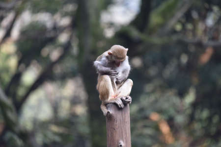 Monkeyの写真素材