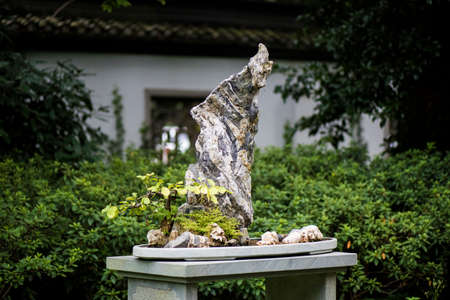 Bonsaiの写真素材