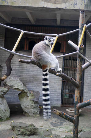 Ring tailed lemurの写真素材