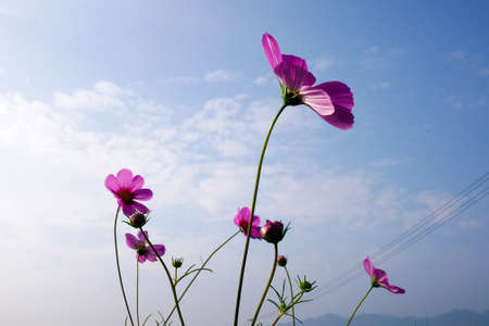 Backlighting of the cosmosの写真素材