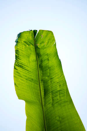 Banana leafの写真素材
