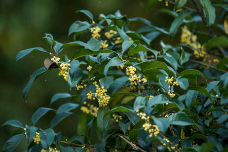 Sweet-scented osmanthusの写真素材