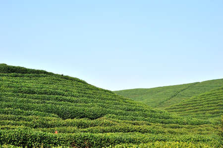 Long Wu Longjing, Hangzhou tea gardenの写真素材