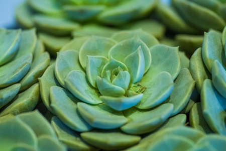 Succulent white peonyの写真素材