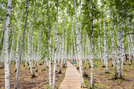 birch forestの写真素材