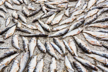 The drying of Hulun lake, small white fishの写真素材