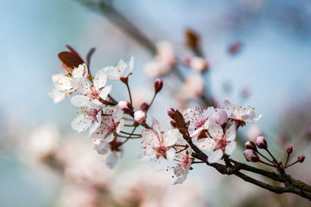 cherry plumの写真素材