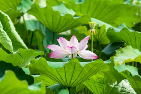 Lotusの写真素材