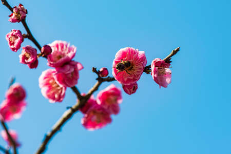 red plumの写真素材