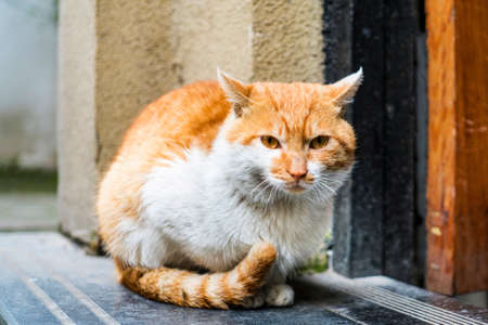 Orange cat close up viewの写真素材