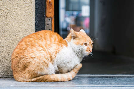 Cat sitting at the corridorの写真素材