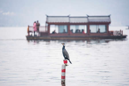 Common cormorants in West Lake, Hangzhouの写真素材
